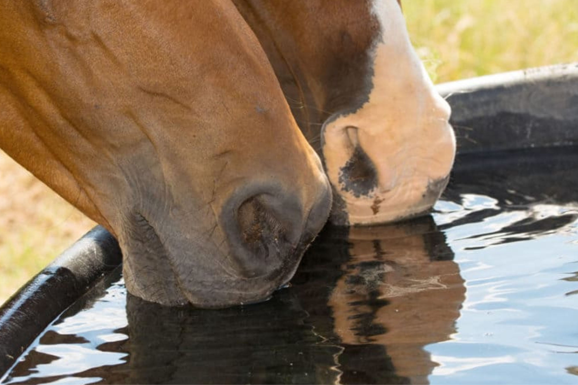 Lo sviluppo del cavallo, tra alimentazione e lavoro 6 cavallo che beve 4