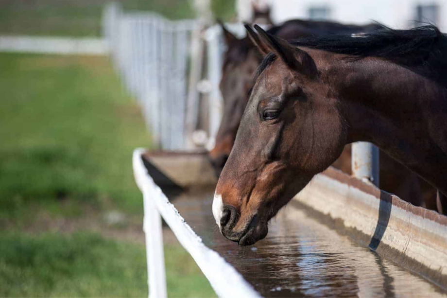 La corretta idratazione del cavallo: l’uso degli elettroliti nella dieta equina 5 cavallo che beve