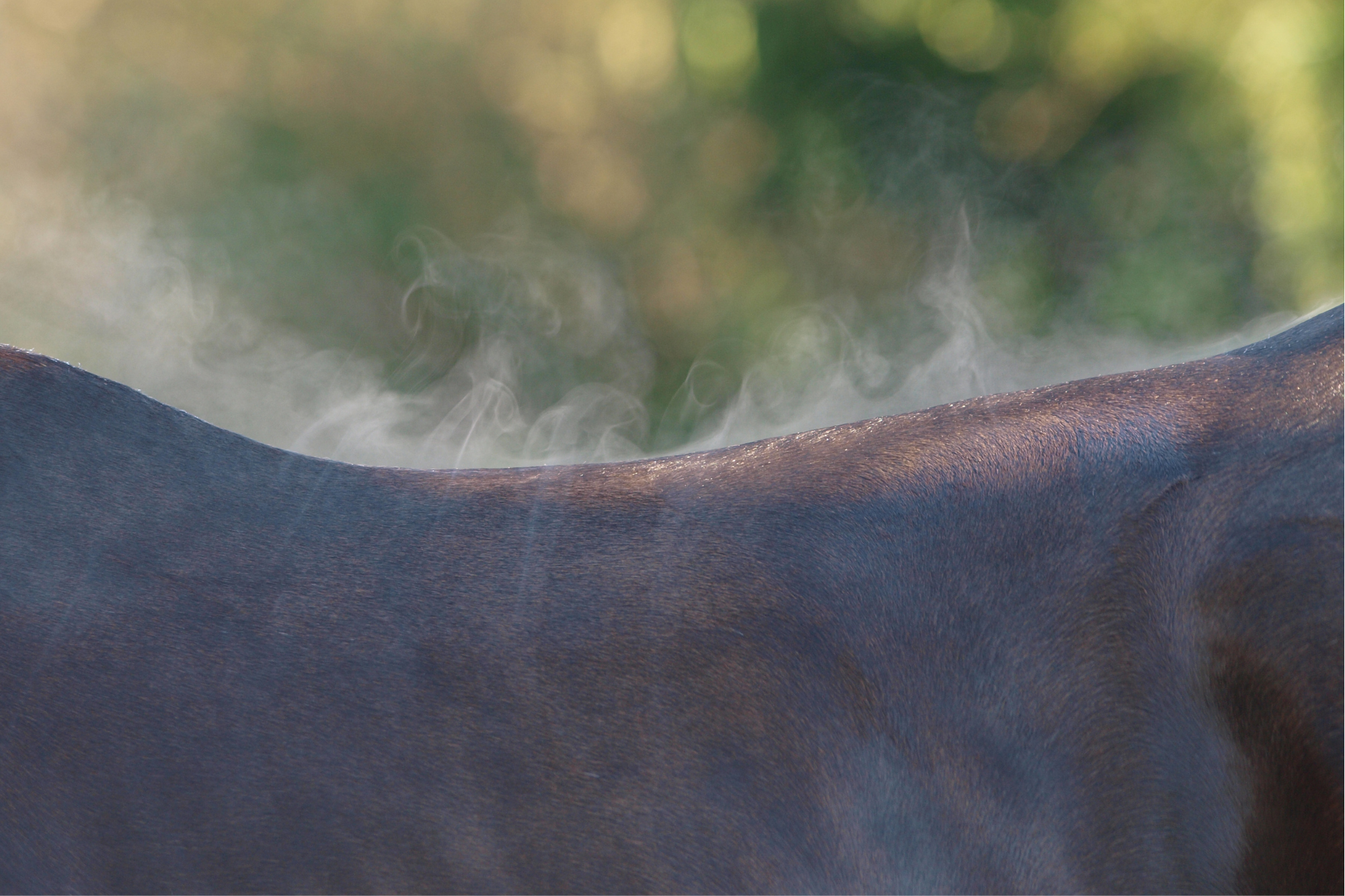 La corretta idratazione del cavallo: l’uso degli elettroliti nella dieta equina 2 dispersione calore