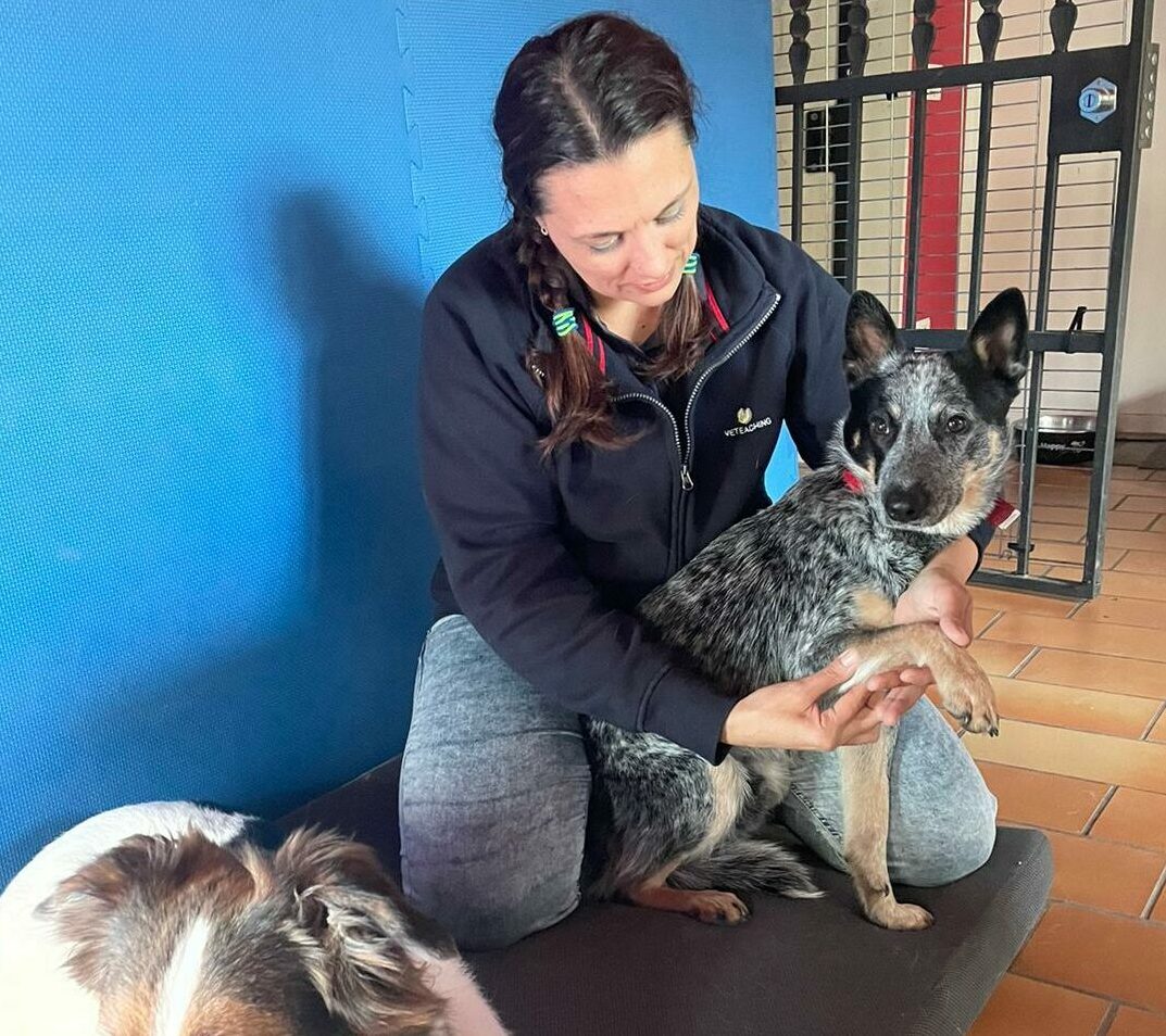 L'eccellenza nella formazione pensata per garantire il benessere animale 1 Dott.ssa Mila Speciani per Veteaching durante il corso CN3000
