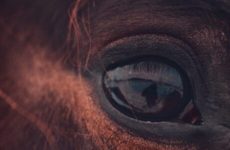 Occhio di un cavallo baio