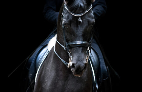 Cavallo nero durante una competizione di Dressage