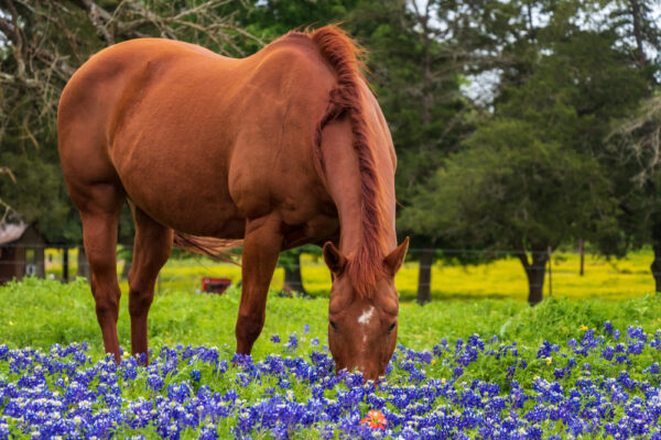 cavallo libero in un prato fiorito