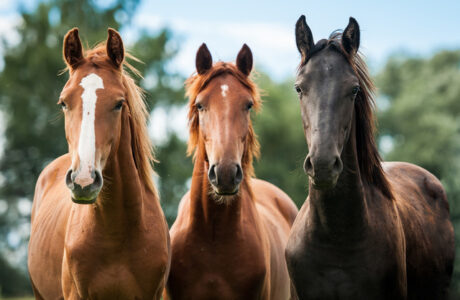 cavalli liberi nati con tecniche di biotecnologie della riproduzione equina
