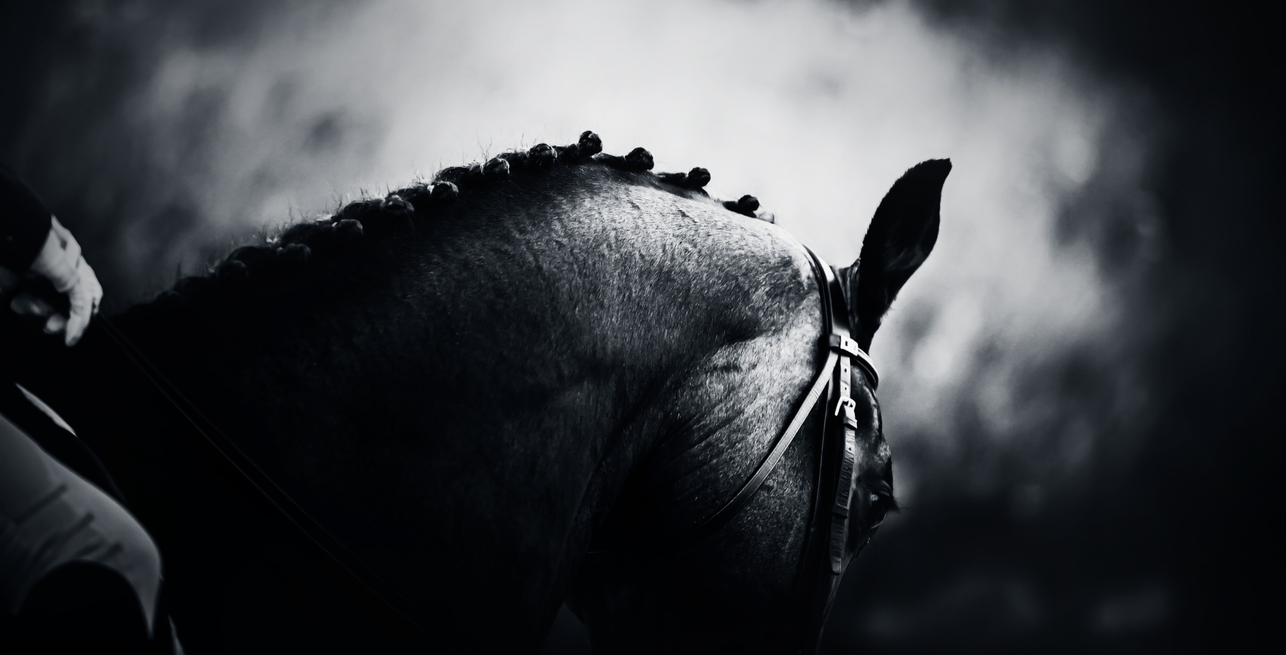 CDI3* di Verolanuova: Christian Schumach trionfa nel Grand Prix, Francesca Rapazzoli chiude il podio 1 shutterstock 2395552575