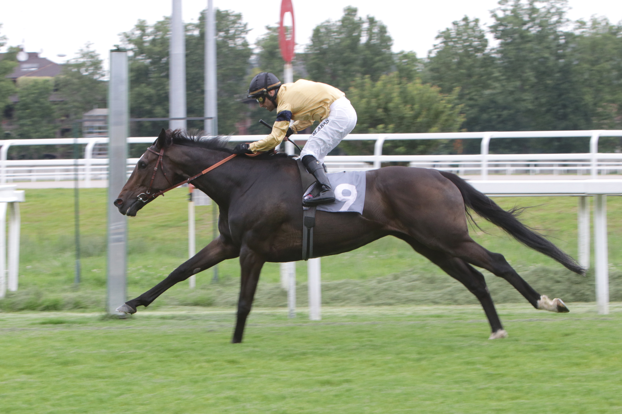 All’ippodromo Snai San Siro brilla Tendentious nel Premio Lombardia 1 CORSA 3 PREMIO LOMBARDIA