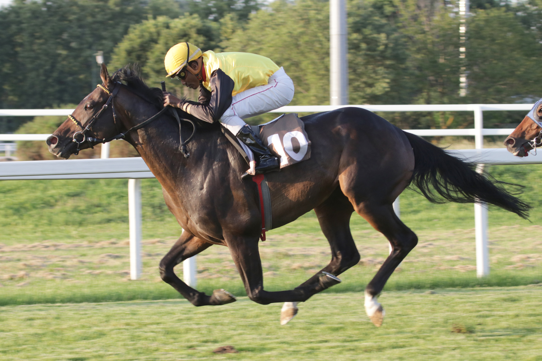 All’ippodromo Snai San Siro un lunedì speciale con il Gran Premio d’Italia e il Premio d’Estate 1 CORSA4_PREMIO GRAN PREMIO D'ITALIA