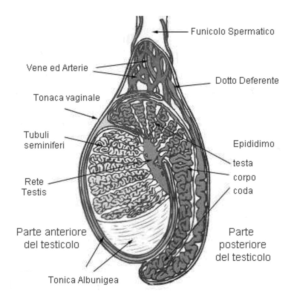 La castrazione del cavallo: un intervento chirurgico di routine 2 Testicolo