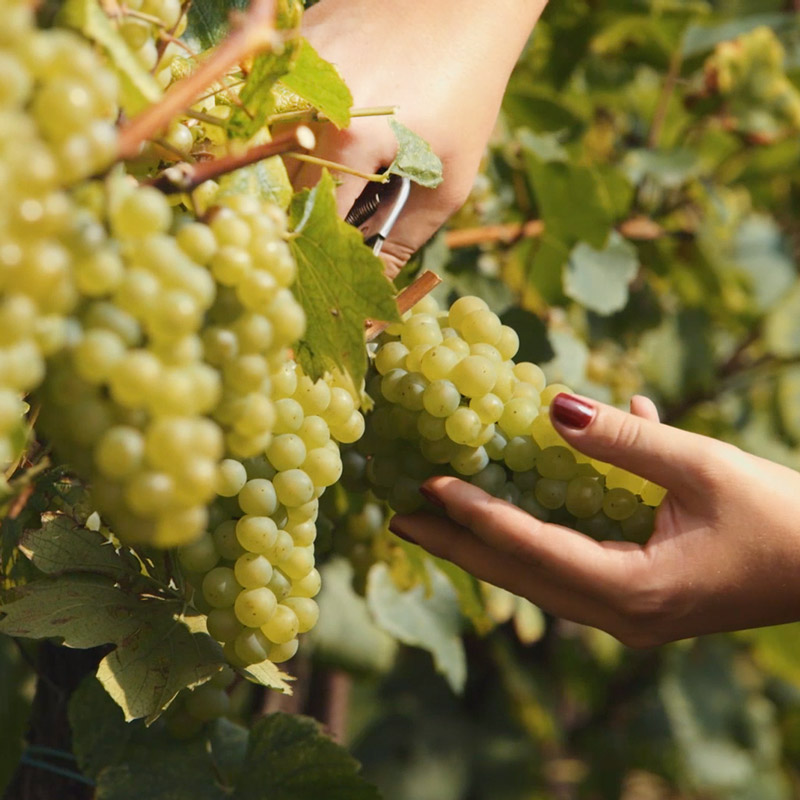 Vill’Arquata: l’armonia che lega la passione per i cavalli e per il vino 5 Villarquata 4