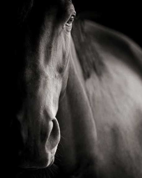 christine navarre i-stock...Musei del cavallo