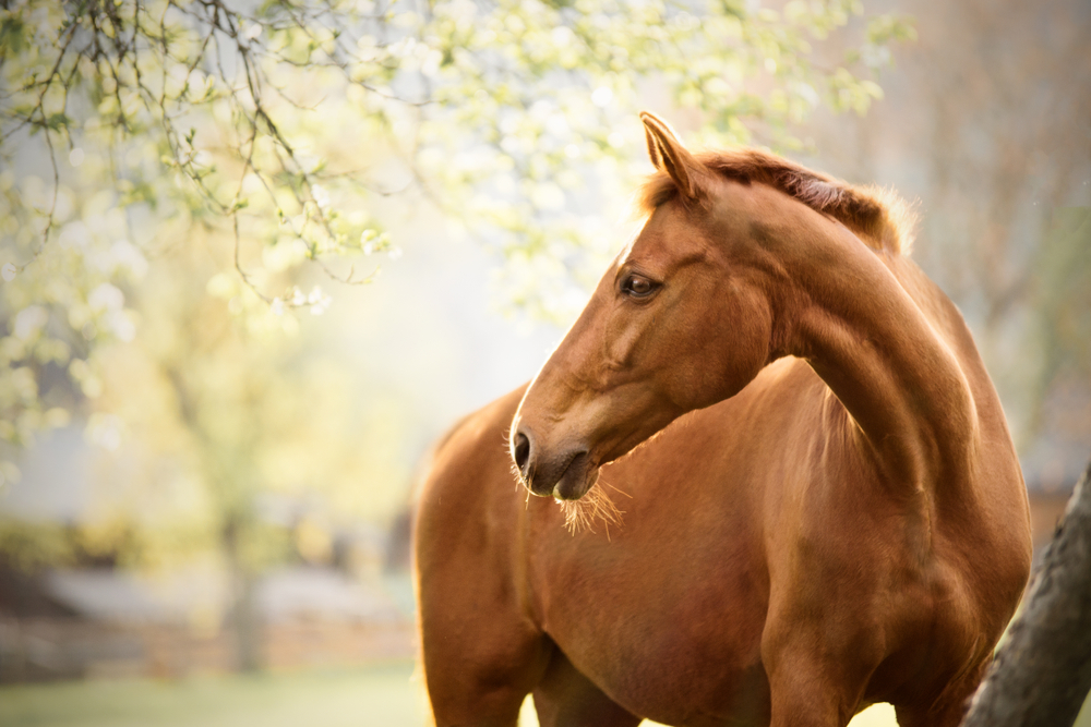 La castrazione del cavallo: un intervento chirurgico di routine 1 Cavallo in natura