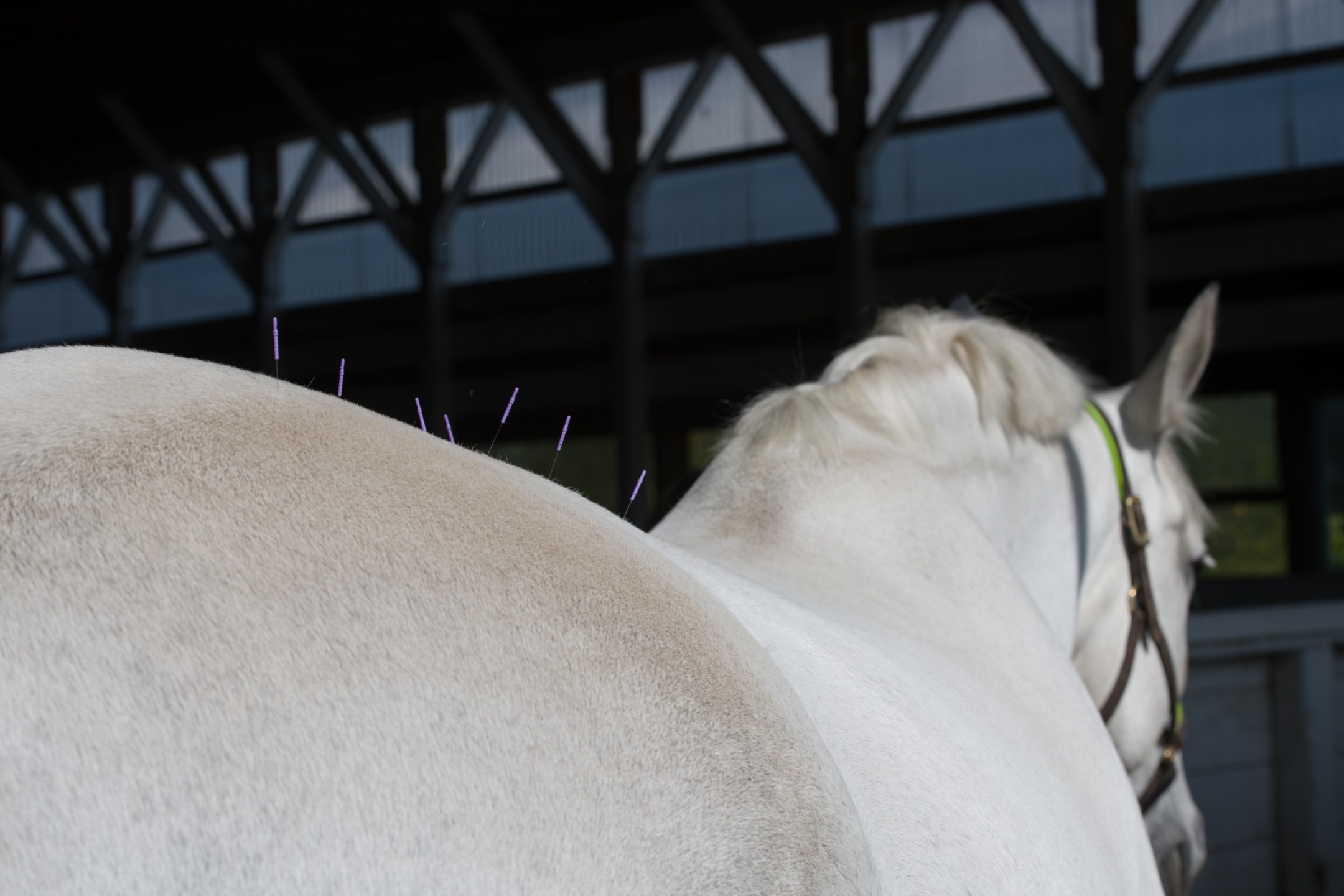 L'agopuntura veterinaria: un'approccio olistico per il benessere equino 1 Seduta di agopuntura veterinaria su un cavallo grigio