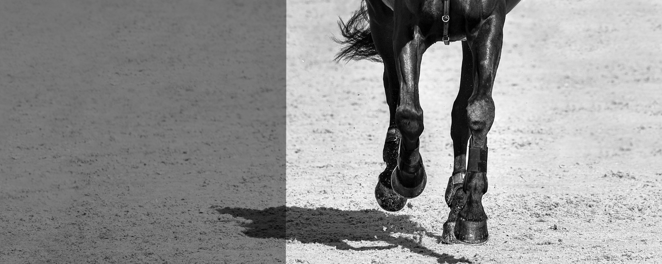 L’importanza della cura degli arti del cavallo 1 IMG 7334 1