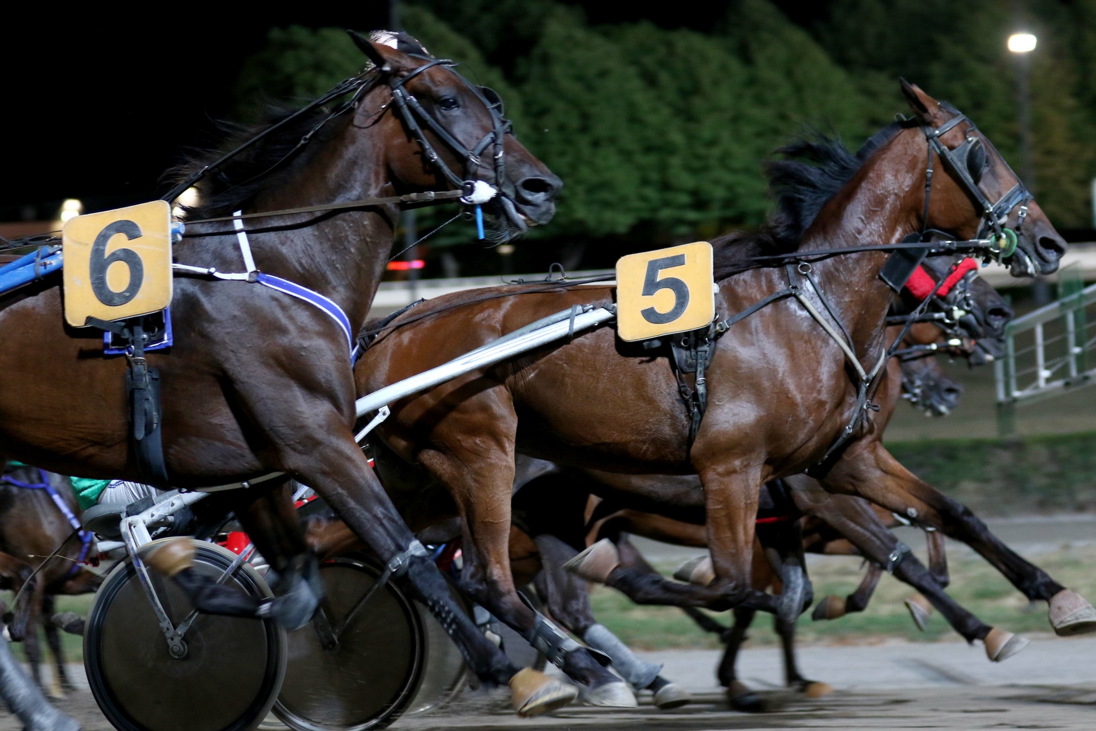 Ippodromo del Savio di Cesena trotto, Premio Italian Racetracks in the World 1 partenza di una corsa di trotto all'ippodromo di Cesena