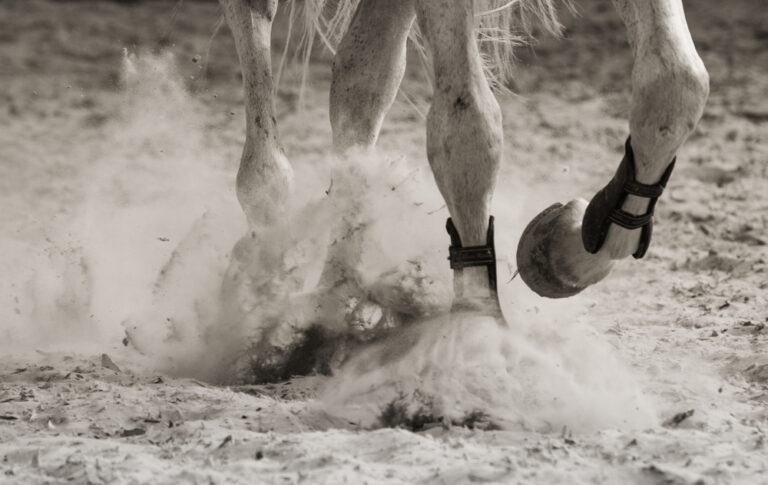 movimento del cavallo mentre galoppa