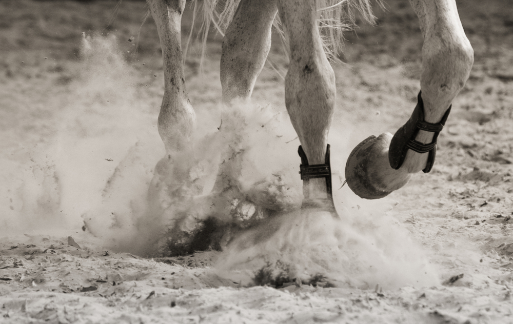 Formelle e schinelle nei cavalli, problematiche ortopediche comuni 1 movimento del cavallo mentre galoppa