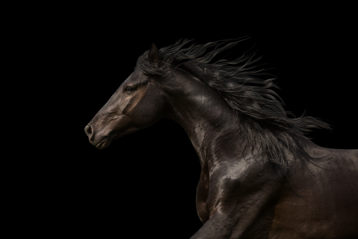 Il potere rilassante del cavallo: benefici psicofisici della connessione uomo-animale. 1 Combinazione uomo cavallo, benessere animale.