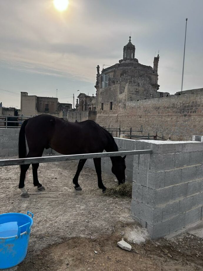 L'importanza della coda nei cavalli. 2 rmj horse rescue horse in malta