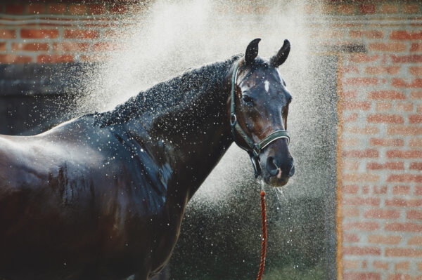 Il colpo di calore nel cavallo: cause, sintomi e prevenzione 5 doccia di un cavallo dopo un colpo di calore