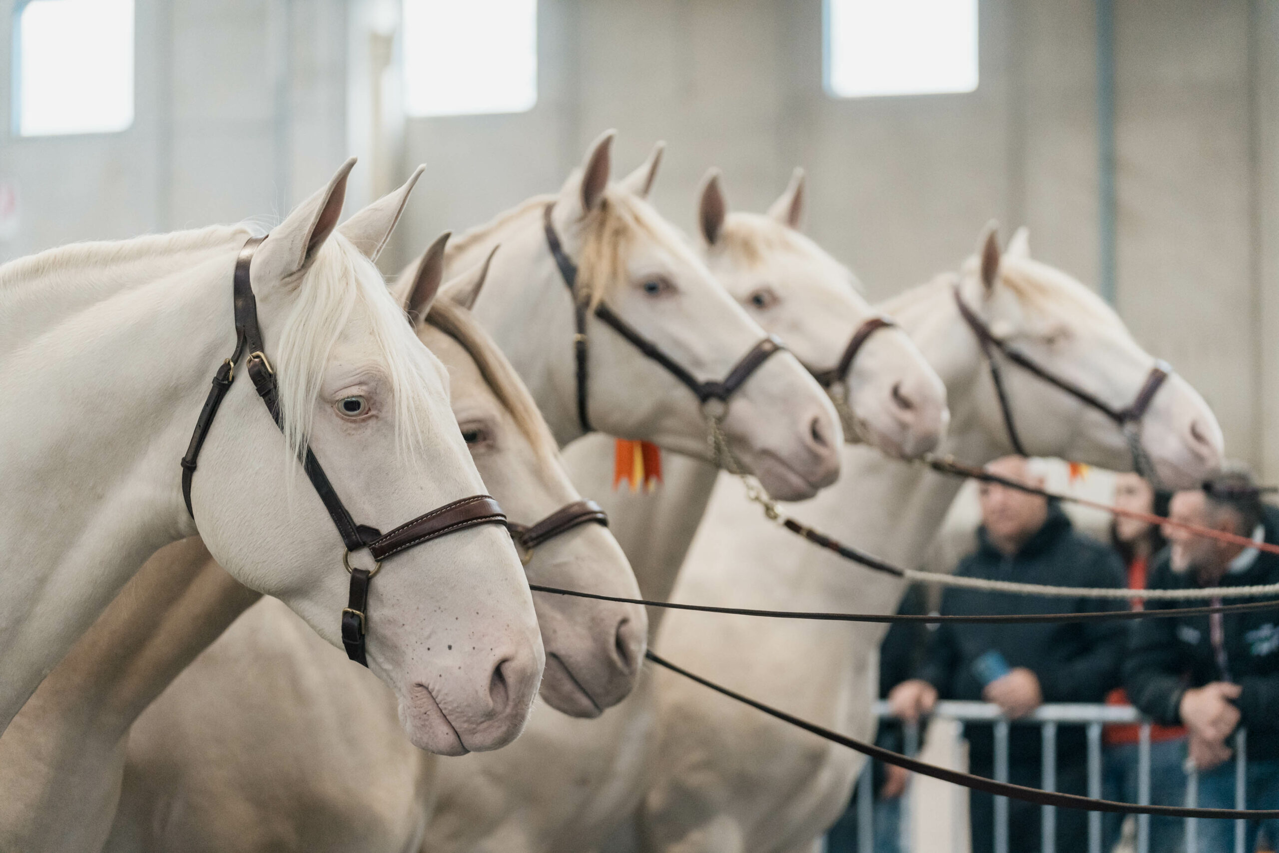 Fieracavalli presenta il mondo equestre al G7 Agricoltura e Pesca di Ortigia 1 Fiercavalli Ortigia con il Ministero Mipaf