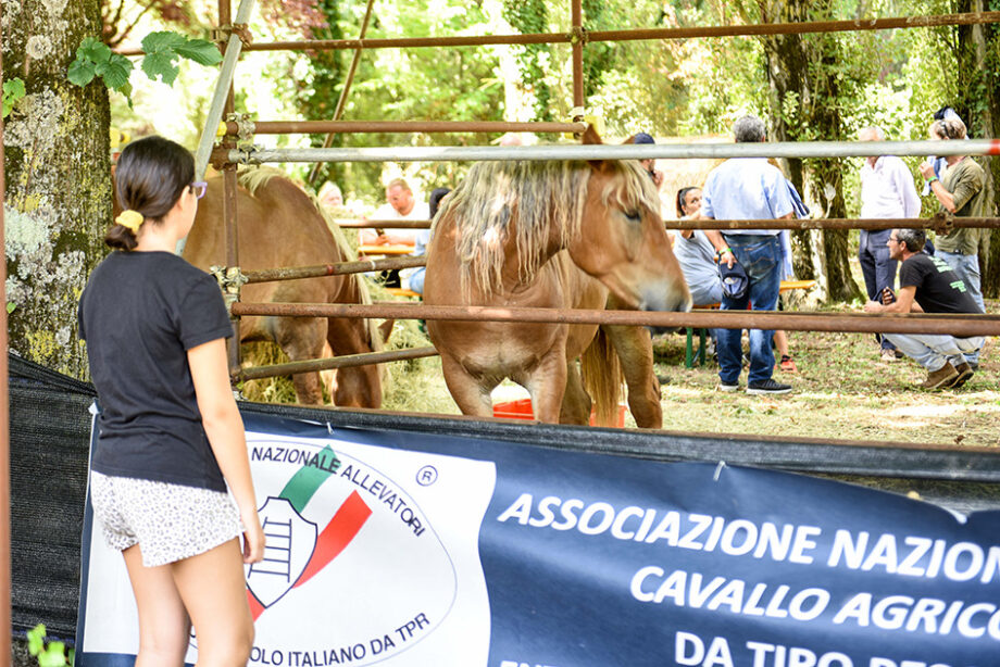 Inaugurata la 54^ Mostra Nazionale del Cavallo di Città di Castello 7 IMG 0064