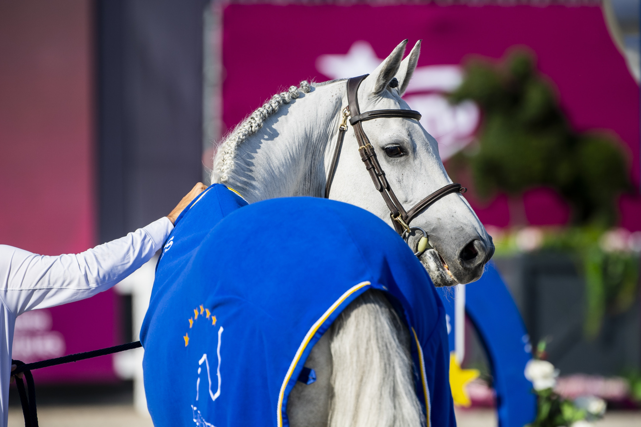 Chuck Marienshof Z nominato Cavallo dell’Anno dalla Longines EEF Series 2024 1 IMG 0308