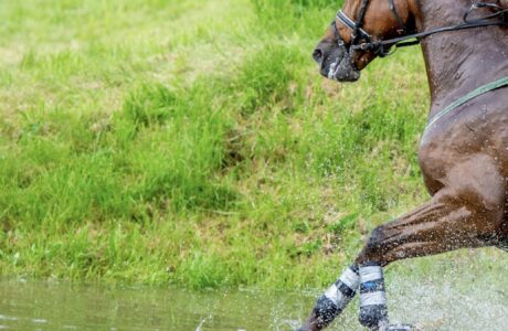 Coppa delle Regioni di Concorso Completo 2025: dal 20 al 22 giugno al GESE di San Lazzaro di Savena 1 IMG 0372