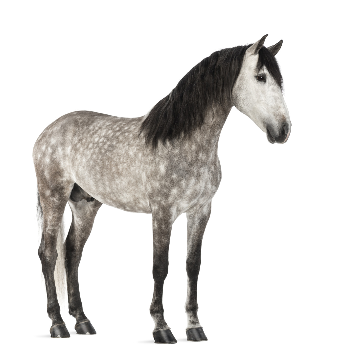 Il cavallo andaluso, dalle origini ad oggi 1 IMG 0792