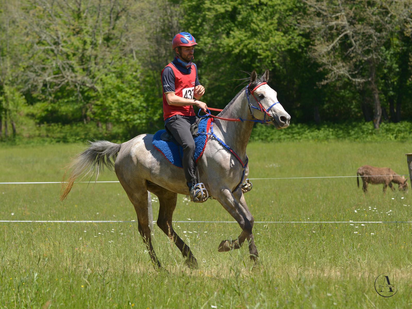 Julien Lafaure: Breeding, Training, and Enduring Success in Endurance Racing 3 WhatsApp Image 2024 09 17 at 19.30.101 1