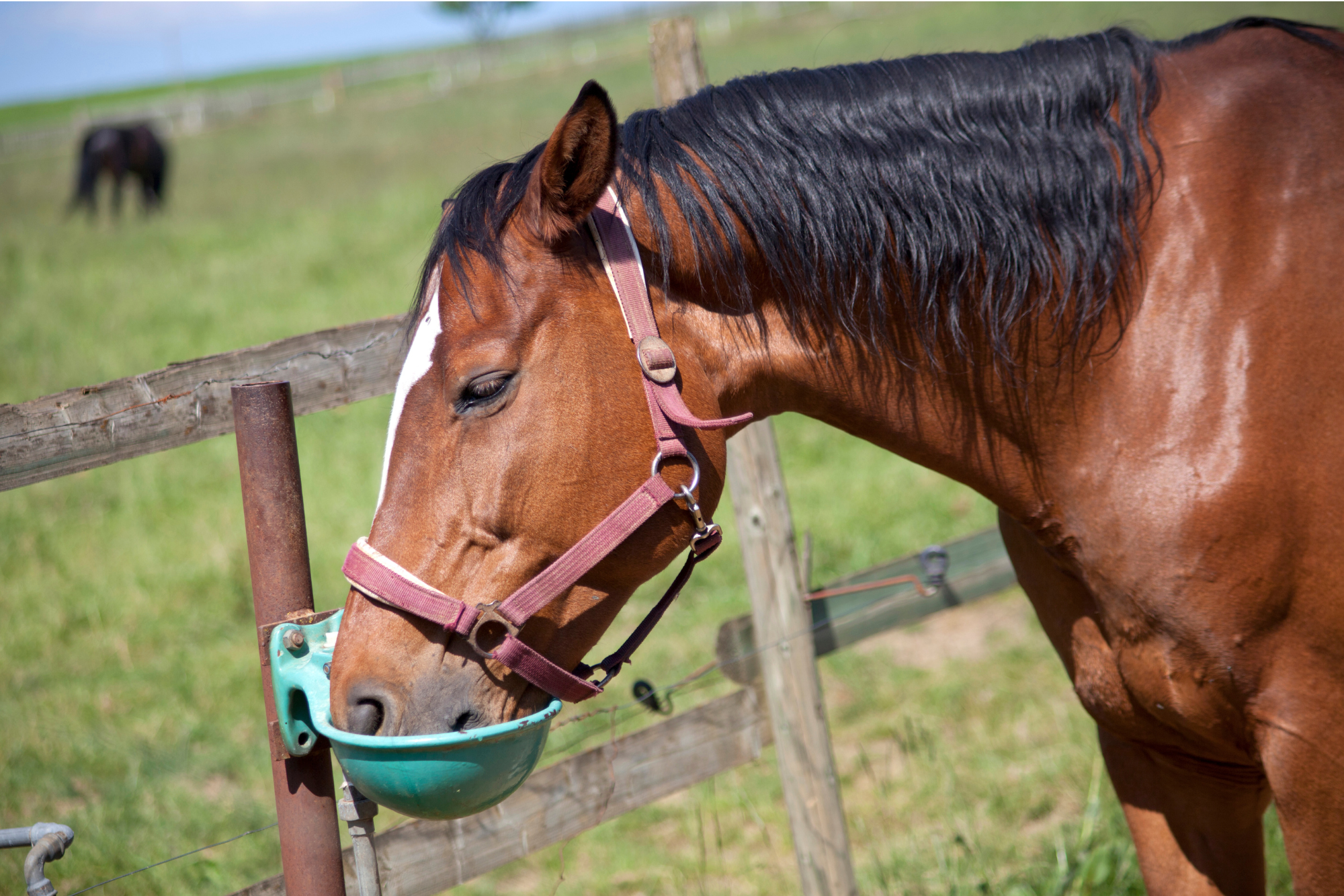 Riprendere l'attività sportiva con il cavallo dopo la pausa estiva 3 cavallo che beve