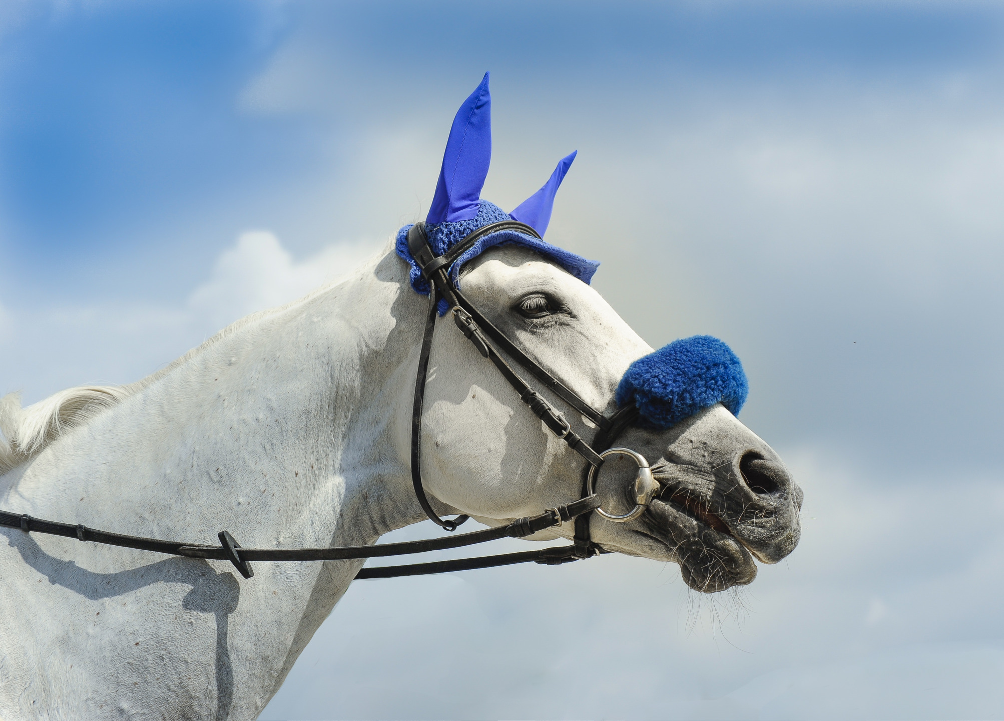 FEI Jumping Nations Cup™ Youth Final, in Belgio: ecco gli azzurrini convocati. 1 azzurrini a Lier Belgio 2024