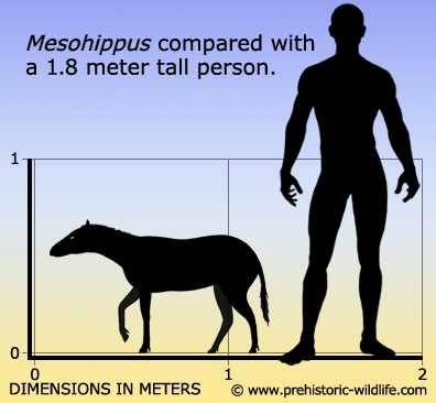 Il cavallo moderno (Equus ferus caballus) ha una storia evolutiva affascinante che risale a circa 50 milioni di anni fa. 2 mesohippus size