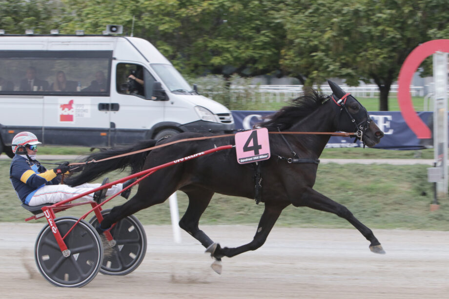 All’Ippodromo Snai San Siro in 1400 ad applaudire il francese cocktail che vince il “Vittoria Riva” 5 CORSA1 PREMIO BLUAM LB