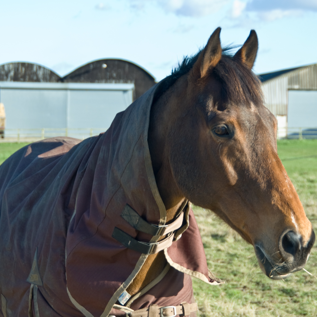 Gestione del cavallo sportivo tra estate e inverno 3 foto quadrata 2