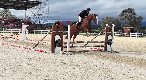 Equitazione e allevamento: nella rassegna Agris per puledri di 3 anni Fair Lady Million, Favola Baia e Fuego Calliente vincono la prova di salto montato 7 il salto di un anglo arabo di 3 anni