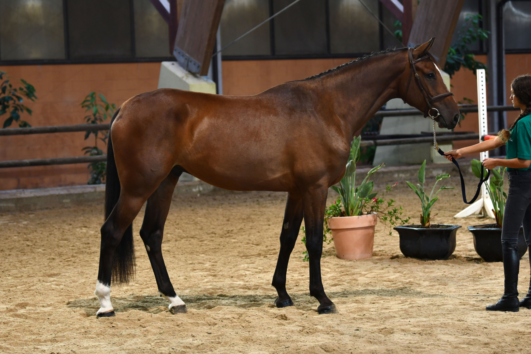 Scuderie del Garda Auction presented by Equinia: manca sempre meno 8 DSC 6630
