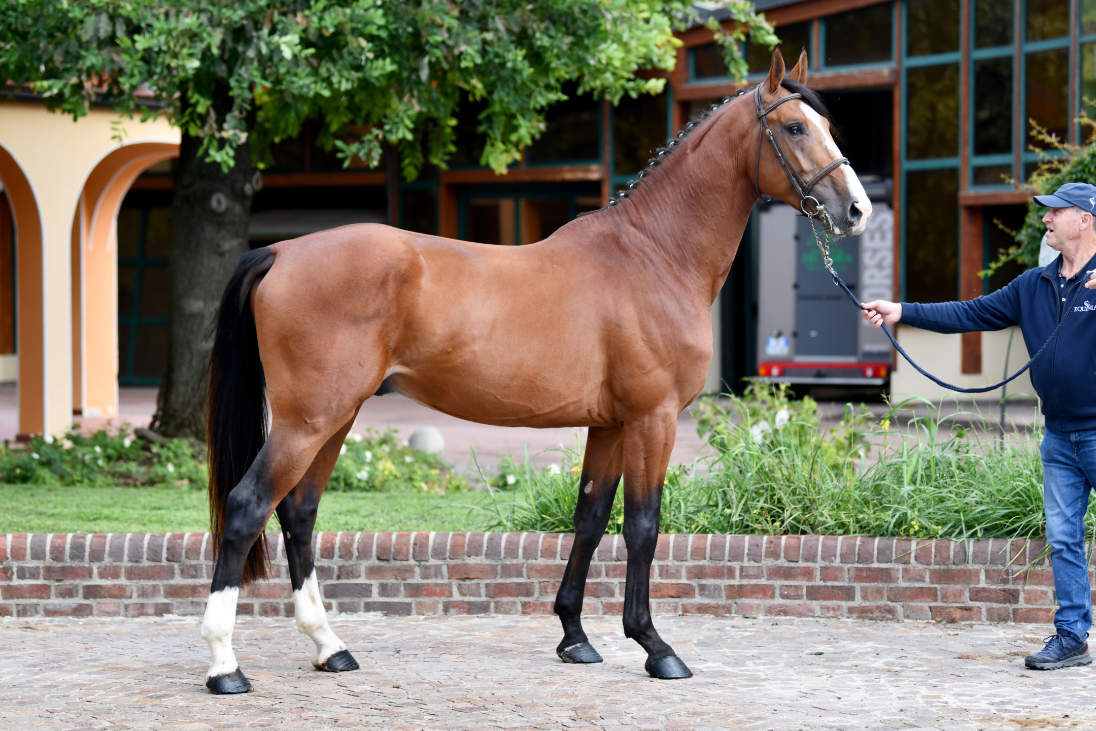 Scuderie del Garda Auction presented by Equinia: manca sempre meno 5 DSC 6777