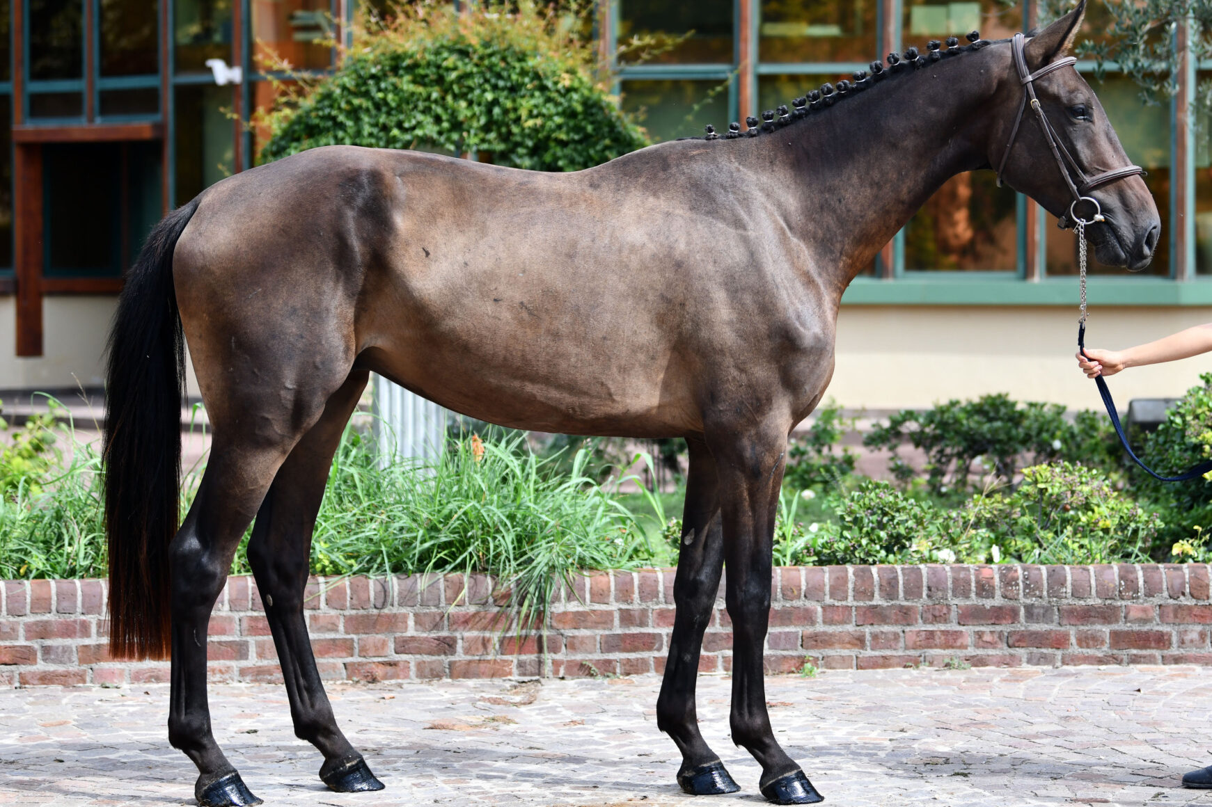 Scuderie del Garda Auction presented by Equinia: manca sempre meno 9 DSC 6828 1 edited