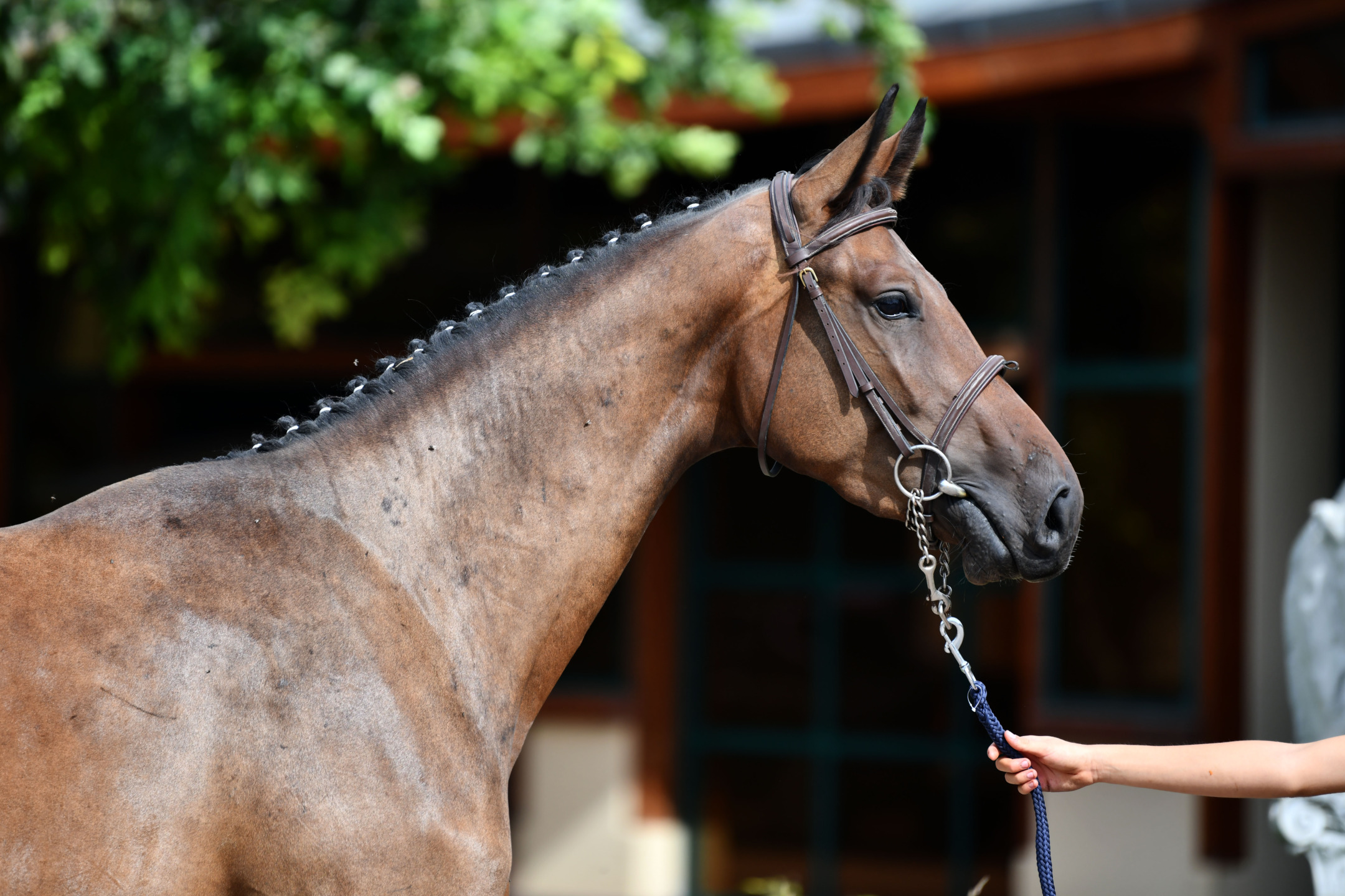 Scuderie del Garda Auction presented by Equinia: manca sempre meno 6 DSC 6842