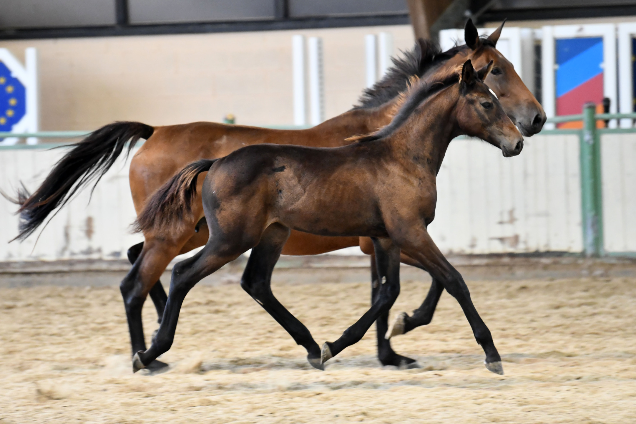 Scuderie del Garda Auction presented by Equinia: manca sempre meno 7 DSC 7241