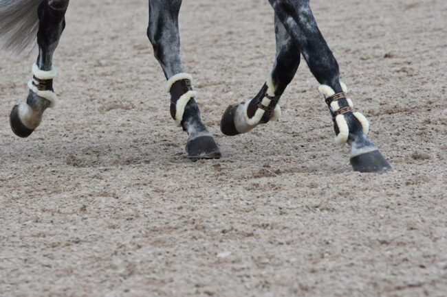 Scegli le giuste protezioni per gli arti del cavallo con Mascheroni Selleria 1 Foto stinchiere Mascheroni