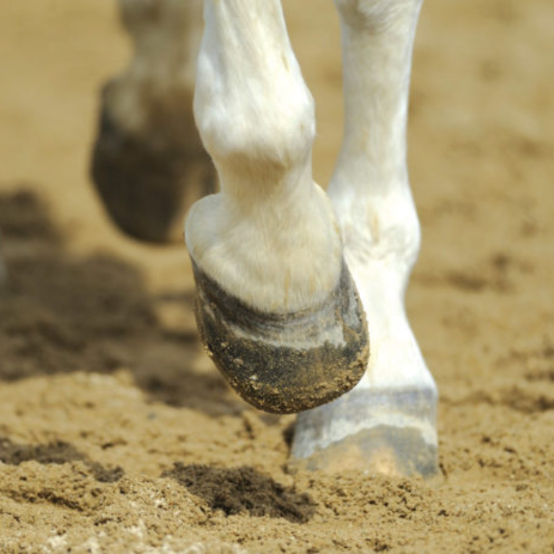 L’uso della biotina nel cavallo: è necessaria l’integrazione della dieta? 3 IMG 2966