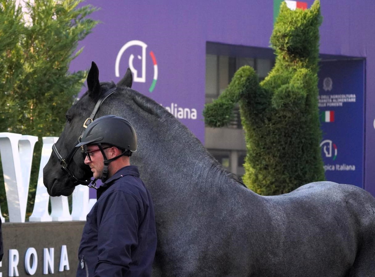 Fieracavalli Verona: la collaborazione tra Carabinieri e Università di Teramo per la conservazione della Biodiversità Equestre 3 Netrix Stallone Murgese -Fieracavalli 2024