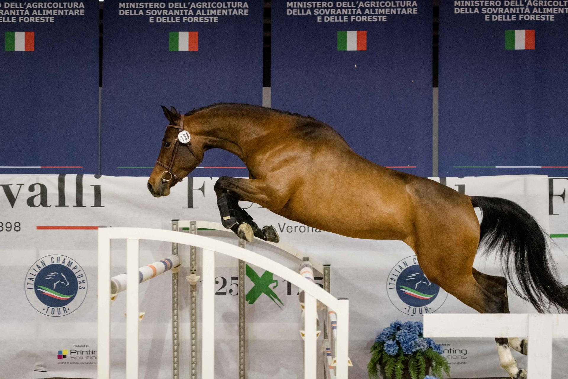 Fieracavalli: l'Italia è il Paese con più Biodiversità in Europa grazie a 314.303 cavalli di 29 razze. 1 Fiercavalli, biodiversità con oltre 300 razze a Verona