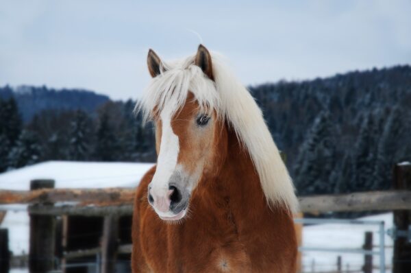 Biodiversità: differenti razze, differenti posizioni geografiche, differente gestione? 5 Haflinger nella neve
