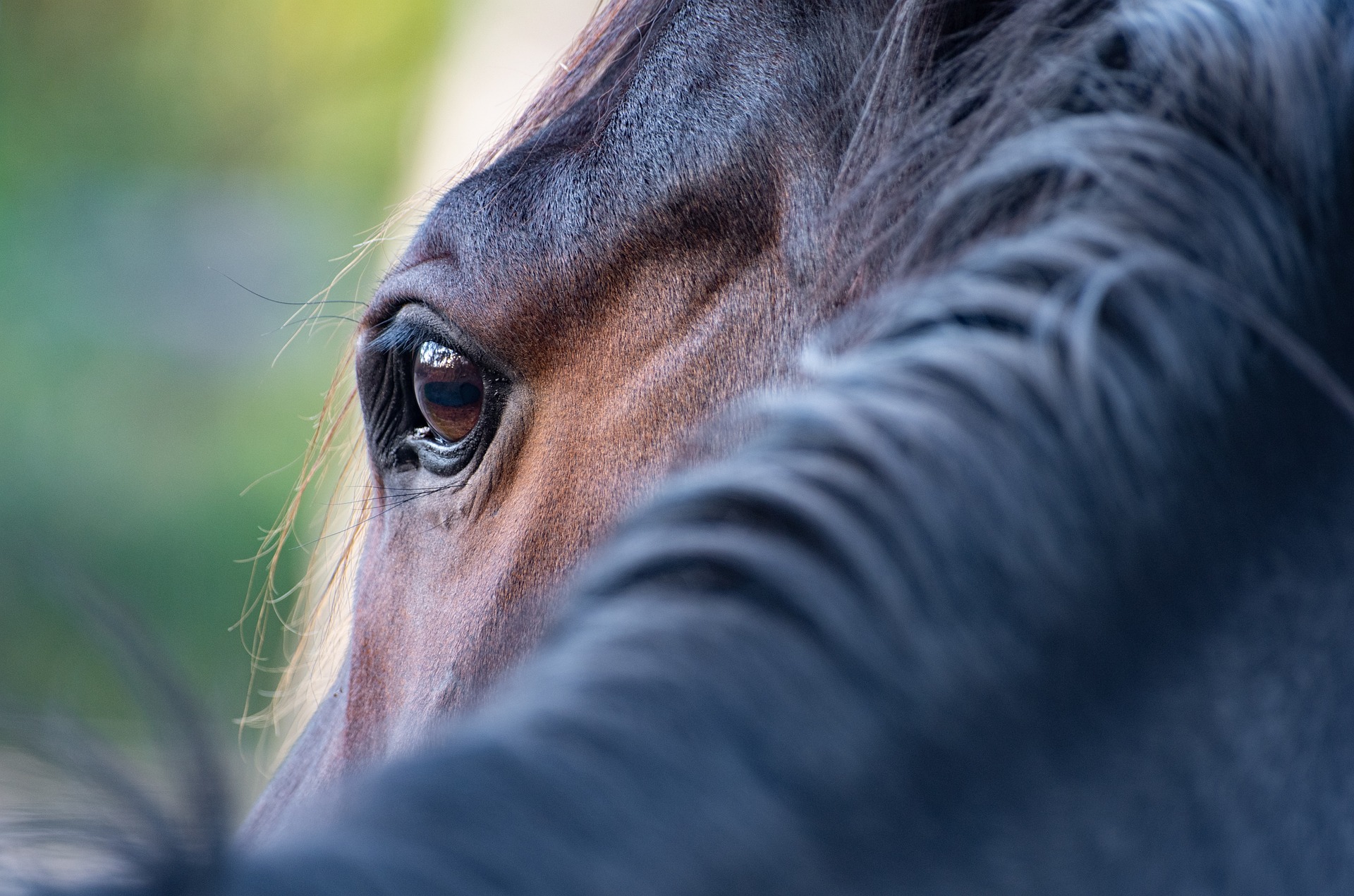 collo e occhio di un cavallo baio