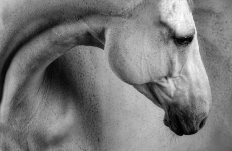 Testa e collo di un cavallo bianco