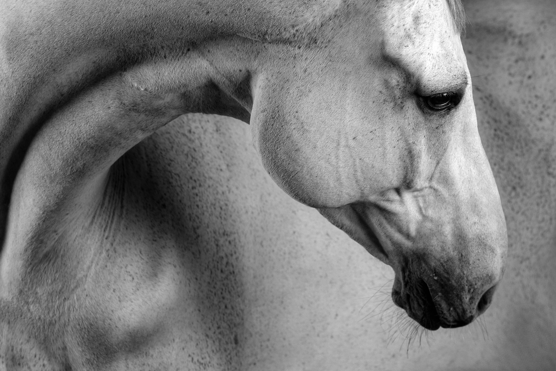 Ostruzione esofagea nel cavallo: cosa fare e cosa evitare 1 Testa e collo di un cavallo bianco
