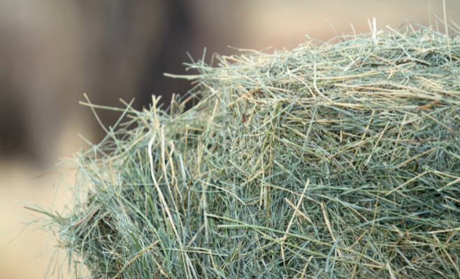 Come supportare il sistema immunitario del cavallo con l’alimentazione 5 1
