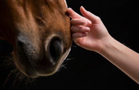 Antibiotico-resistenza nel cavallo: una minaccia silenziosa da non sottovalutare 1 Mano che accarezza il muso di un cavallo
